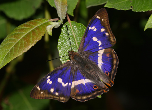 Purple Emperor - Butterfly species | PEPLIS JISHEBI | პეპლის ჯიშები